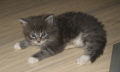 Jerry (5)