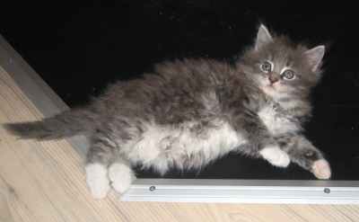 Jerry (9)