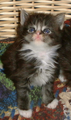 Lou 001