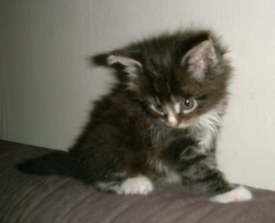 Lou 005