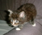 Lou 006