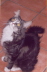 Lou 013