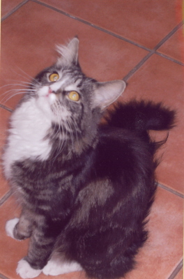 Lou 013