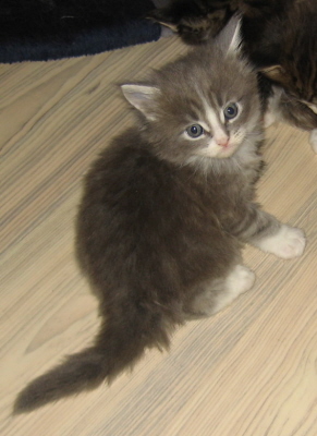 Luzi 001