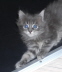 Maja (01)