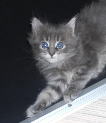 Maja (01)