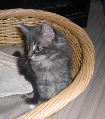 Maja (10)