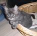 Maja (11)