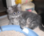Maja (12)