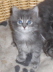 Maja (2)