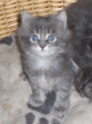 Maja (2)