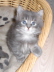 Maja (3)