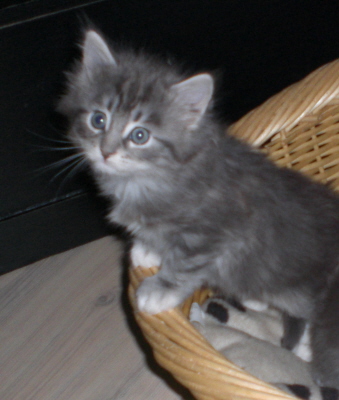 Maja (4)