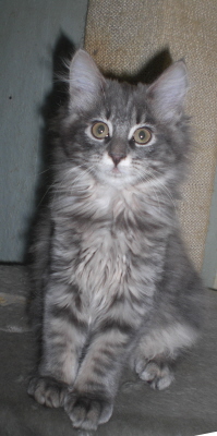 Maja (57)