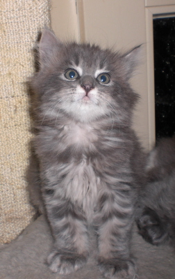 Maja (6)