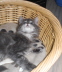 Maja (8)
