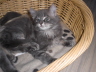 Maja (9)