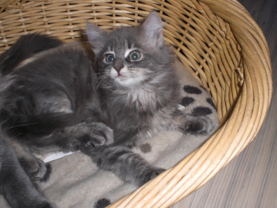 Maja (9)