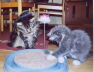 Max & Moritz