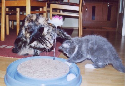 Max & Moritz