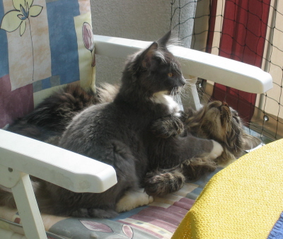 Max & Moritz 007a