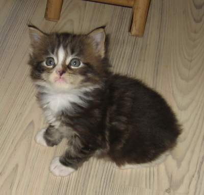 Merlin002