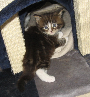 Merlin004