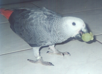 Merlin