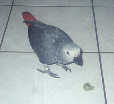 Merlin