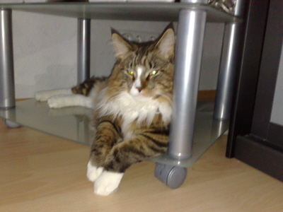 Merlin mit 9 Monaten