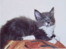 Moritz