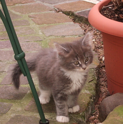 Pebbles 004