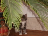 Pebbles 004