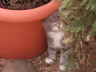 Pebbles 005