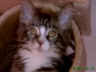 Sascha 020