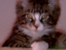 Sascha 021