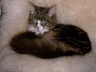 Sascha 031