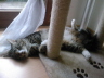 Sascha 038