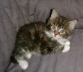 Shenna 011