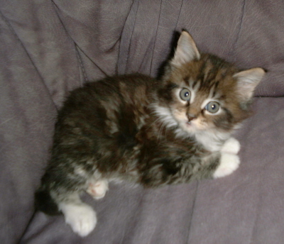 Shenna 011
