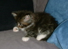 Shenna 015