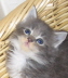 Shushu 001