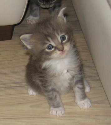 Shushu 004