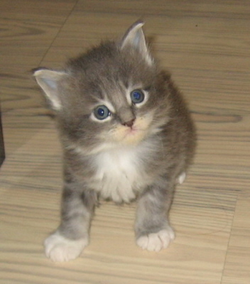 Shushu 005