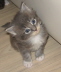 Shushu 006