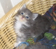 Shushu 007