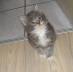 Shushu 009