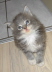 Shushu 011
