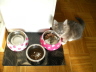 Shushu 061
