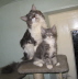 Shushu & Bambam